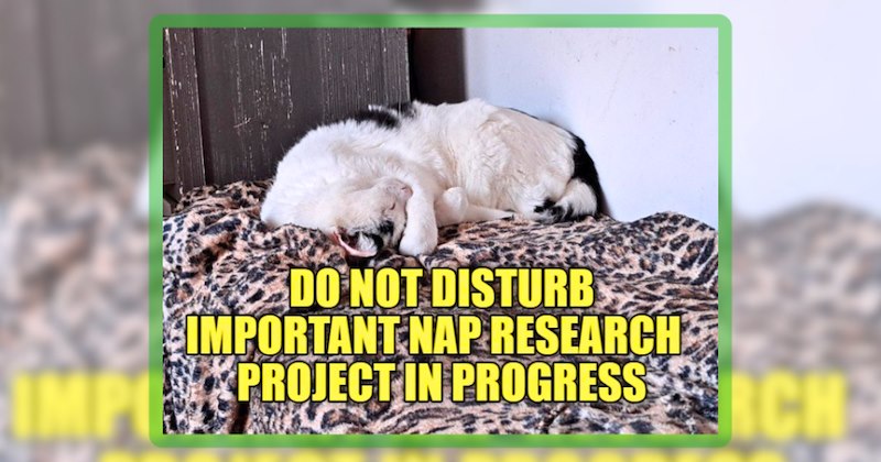 100 cat memes | thumbnail includes one meme including 'DO NOT DISTURB IMPORTANT NAP RESEARCH PROJECT IN PROGRESS'