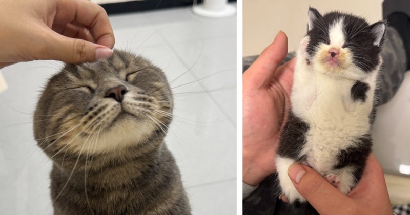 35 pictures of cute cats | Thumbnail includes one picture of a cat receiving head scratches and one picture of a kitten sleeping in someone's hands