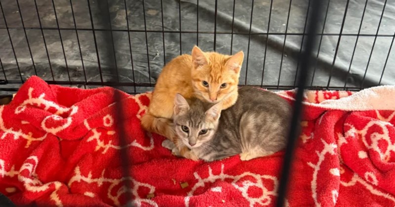 Cat allergic boyfriend finds kittens in his barn hesitates to adopt them, until he's properly purrsuaded: 'Two barn kitties now apart of the family'