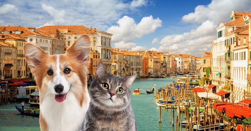 Italy announces it's providing paid leave for pet care, making life a little easier for pet pawrents