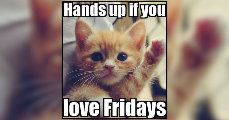 A Setting Sun of Pet Memes Purrfect For Weekend Relaxation Scrolls