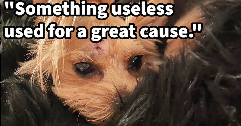 ‘I sold all my high value skins to help cover cost her surgery’: When Counter Strike 2 player’s dog experienced life threatening injury did everything could to pay for lifesaving surgery including selling all in- game goods | thumbnail includes one image which shows a small brown dog on fluffy black blanket ‘“Something useless used for a great cause.”’