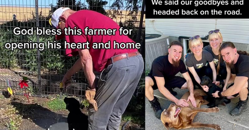 Touring band discovered 2 abandoned dogs on empty highway, and got incredibly lucky when first local farmer they met said he was just looking for 2 pups to play with his lonely senior doggo, making this best ‘wrong turn’ band could have taken | thumbnail includes two images one image shows old man spraying water for small black puppy from hose ‘bless this farmer’, the other image shows 4 people and old brown dog on floor 
