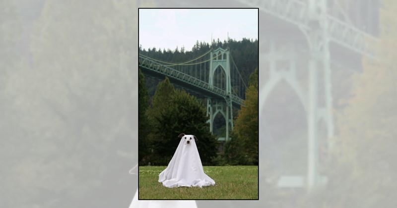 Doggos cute dogs spooky season dog pictures adorable animals ghost dog dog costumes funny dogs halloween dogs - 46803461