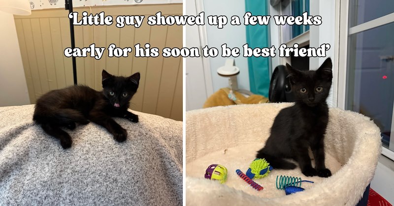 21 pictures of cats and text | thumbnail includes two pictures of cats and one picture of text including '‘Little guy showed up a few weeks early for his soon to be best friend’' 