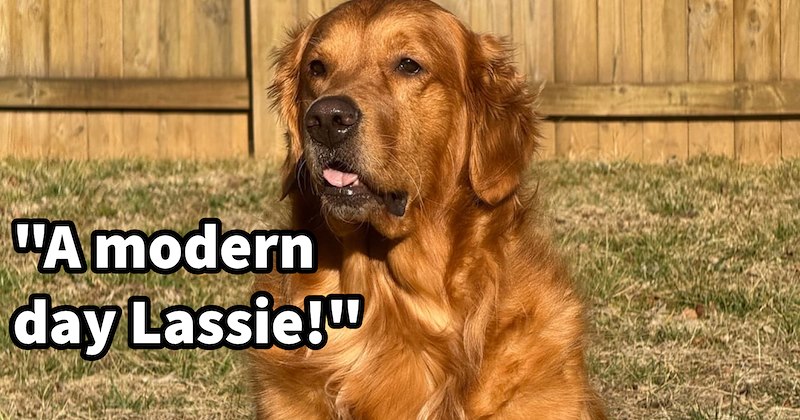  ‘My dog saved  little kid’: Hero dog alerts pawrent solo child walking through neighborhood, found boy had been evading police efforts find him return him to his family | thumbnail includes one image which shows a golden retriever sitting in garden in front of fence ‘“A modern day Lassie!”’