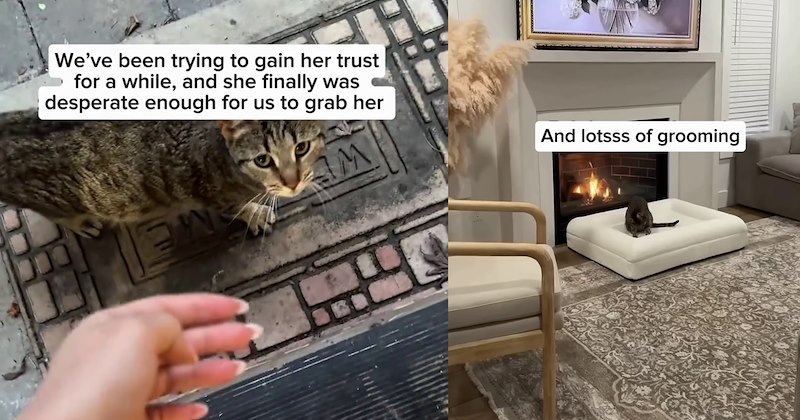 Pregnant stray cat appears to inform hoomans she’s chosen home to have kittens, and while she didn’t appreciate nonoptional bath, she did enjoy XL cat bed her new pawrents put by fireplace to keep her babies warm | thumbnail includes two images one image shows a pregnant tabby cat looking sad hand reaching towards her ‘Weve been trying to gain her trust’, the other image shows a pregnant tabby cat sitting on big cat bed by fireplace ‘And lots of grooming’