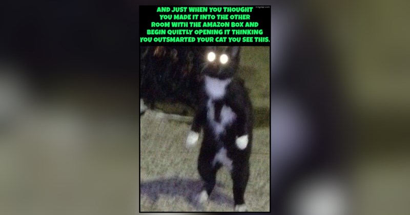 27 cat memes | thumbnail includes one meme and one picture of text including 'AND JUST WHEN YOU THOUGHT YOU MADE IT INTO THE OTHER ROOM WITH THE AMAZON BOX AND BEGIN QUIETLY OPENING IT THINKING YOU OUTSMARTED YOUR CAT YOU SEE THIS.' 