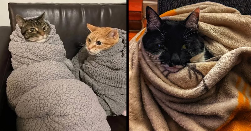 lolcats silly cats wholesome cats adorable cats love cats cute cats funny cats cat photos Cats hilarious cats Cats - 46807557