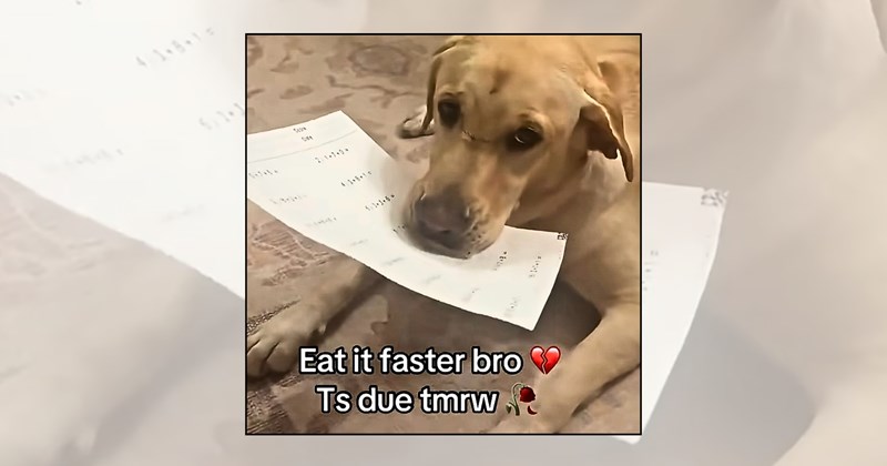 Doggos students back to school homework pet memes school season dog ate my homework backpack school memes - 46811909