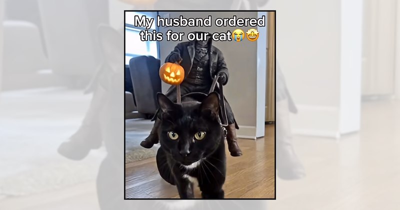 spooky season black cats pets cat pictures halloween memes funny cats cat memes fall Cats - 46813957