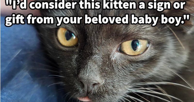 woman believes her recently departed soul cat sent her kitten to love fill void left in her broken heart via Cat Distribution System, Reddit whole heartedly agrees | thumbnail includes one image which shows black cat with orange eyes ‘“I’d consider this kitten a sign or gift from your beloved baby boy.”’
