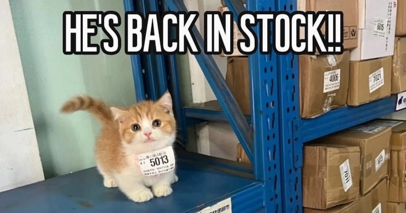 28 Silly Cat Memes Stop Sassy Feline Within Getting Loose Getting You Fired | thumbnail includes one image which shows an orange kitten sitting on stock shelf ‘Hes back in stock’