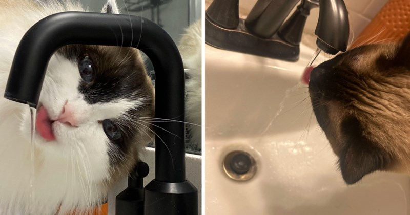 28 cat pictures | thumbnail includes two pictures of cats 