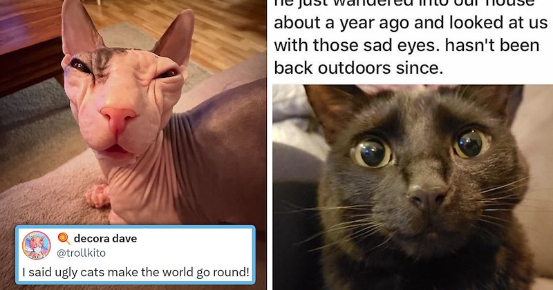The best tweets memes and stories from ICanHasCheezbuger this week | thumbnail includes one meme of a kind looking black cat 'he just wandered into our house about a year ago and looked at us with those sad eyes. hasn't been back outdoors since' and one picture of an ugly cat and one tweet 'decora dave @trollkito I said ugly cats make the world go round!'