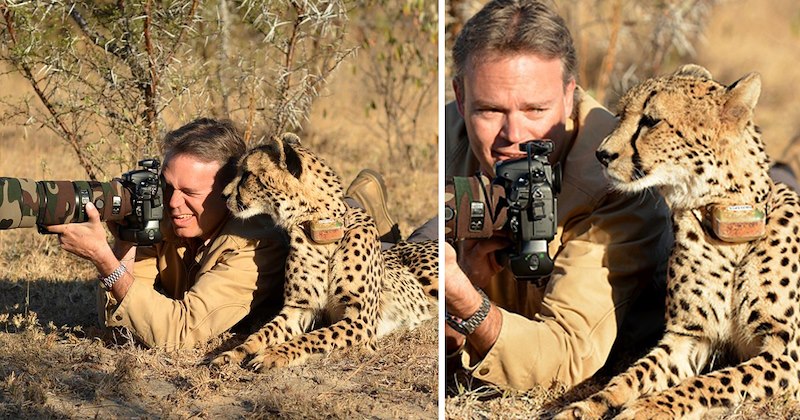 pictures of big cats interrupting wildlife photographers | thumbnail includes two pictures of a cheetah lying next to a photographer with a giant camera and him showing the cat the picture he took