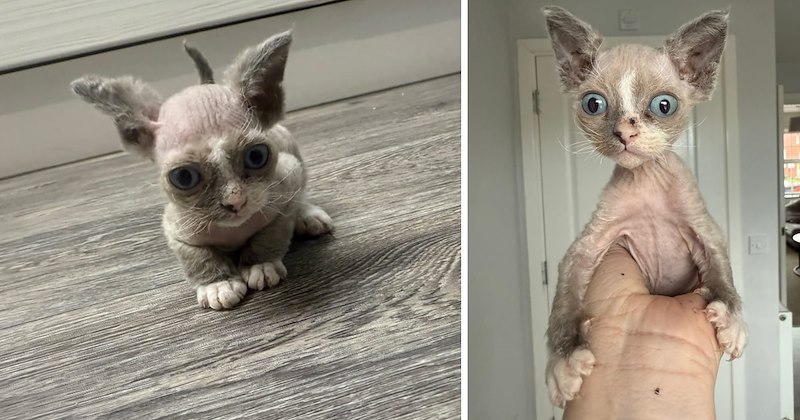 story about a unique looking Devon Rex kitten growing up | thumbnail includes two pictures of a Devon Rex kitten with a strange fur pattern 