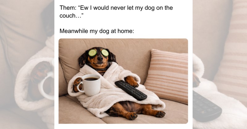 dogs cute dogs doggy dog memes funny dog memes cute Memes doggos doggo funny dogs funny Doggos - 46819333