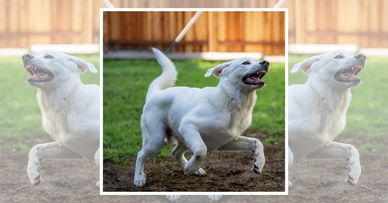zoomies cute doggos adorable animals doggos fast dogs Doggos - 46821893