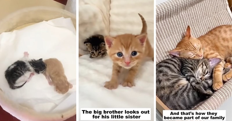 abandoned-kitten wholesome cats rescued kitten animal rescue lost kitten cat rescue viral animal rescue video Rescues & Adoption - 46822149