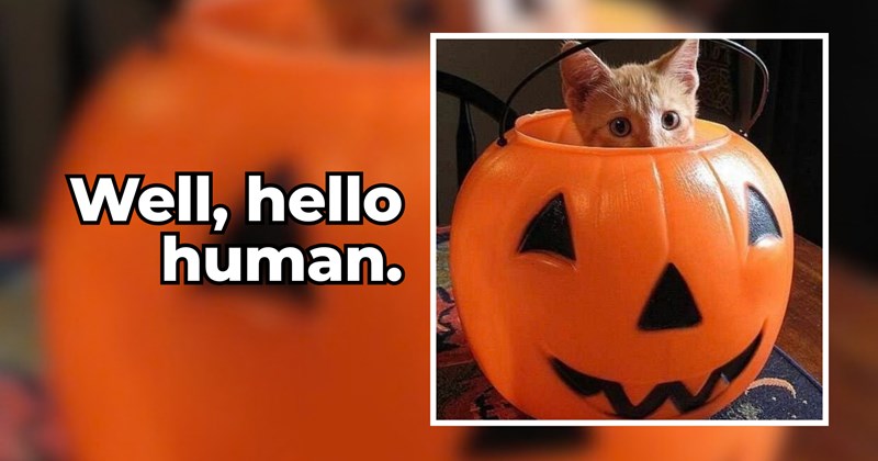 orange animal photos seasonal lovely cats fall themed pumpkin spice purrfect pimpkin fall aesthetic orange cats fall decoration Cats funny fall Cats - 46822661