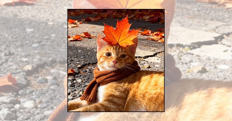 Cats autumn autumn afternoon wholesome cats fall cats cat pictures cozy cats sweater weather cozy season cat lovers - 46828805