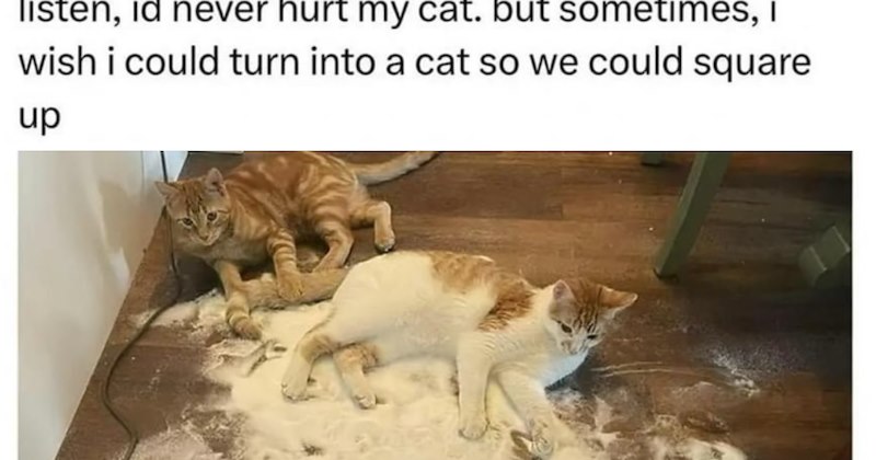 27 Hilarious Cat Memes Purrfectly Capture Chaos Caring for Cat Child | thumbnail includes one image which shows two cats lying on floor covered in flour. "Listen, I'd never hurt my cat. But sometimes, I wish I could turn into a cat so we could square up.’
