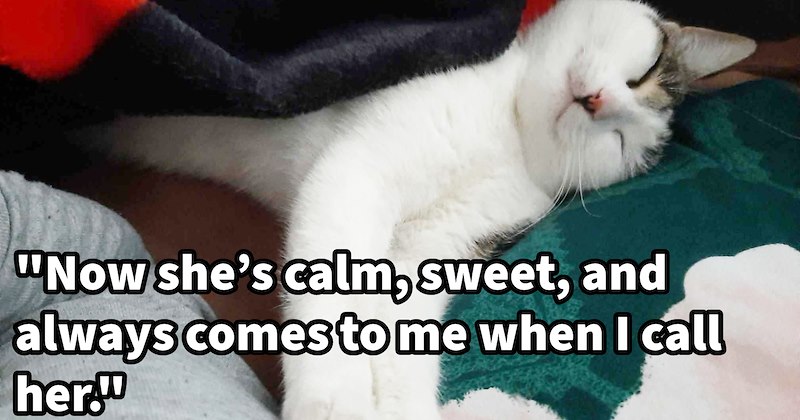 Beautiful albeit bitey cat-pawrent relationship born after pawrent scares off dog gang who were toying with feline like chew toy: ‘One day I woke up to find her inside house. That’s when she decided stay.’ | thumbnail includes one image which shows a white cat happy sleeping under black blanket ‘“Now shes calm, sweet and always comes to me when I call her.”’
