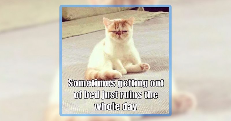24 cat memes | thumbnail includes one meme including 'Sometimes getting out of bed just ruins the whole day'