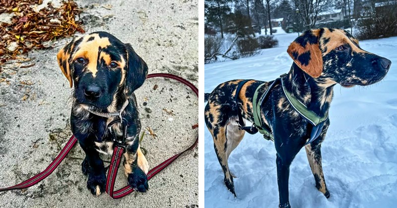 29 pictures of labrador retriever puppy | Thumbnail includes two pictures of a labrador retriever puppy