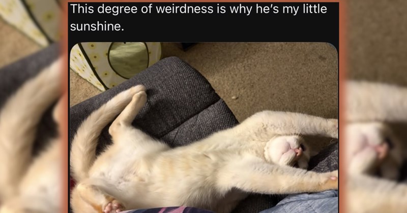 adopt wholesome cat adorable adoption adorable cats thread heartwarming cat pictures cute cute cats cat tweets Cats animals Cats - 46831621