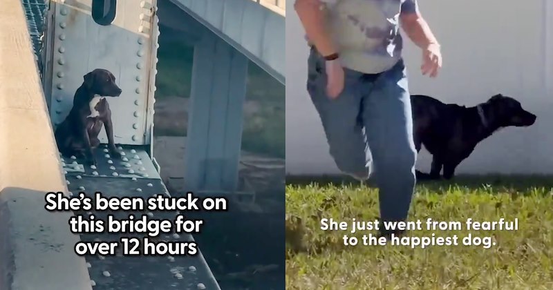 sitting Dog stuck on bridge ledge for 12 hours saved by brave rescuers who carefully carried fear stricken doggo from her hiding spot helped her get her wiggle back: ‘She got adopted by really cute family.’ | thumbnail includes two images one image shows a scared dog sitting on bridge ledge ‘Shes been stuck on this bridge for over 12 hours’, the other image shows a person running and a dog running ‘She just went from fearful to the happiest dog.’