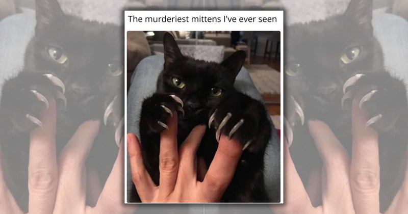 cute cat memes spooky season adorable cats halloween black cat memes black cat Cats - 46833925