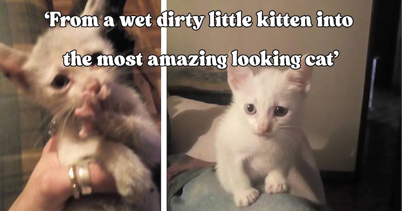 31 pictures of cats and text | thumbnail includes two pictures of a cat and one picture of text including '‘From a wet dirty little kitten into the most amazing looking cat’' 