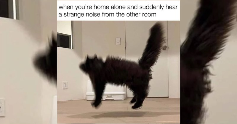 lolcats silly cats wholesome cats adorable cats love cats cute cats funny cats cat photos Cats hilarious cats cat memes Cats - 46835717