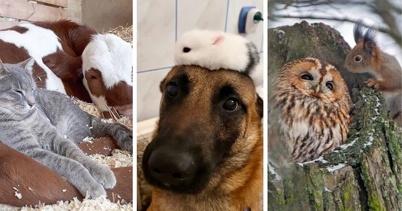nature friendship wholesome lovely animals friends unlikely cute animals cute unexpected relationships lovely awww friend group animals dynamic duos Animals - 46841349