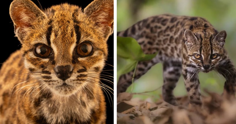 Discovery of new wild cat species | Thumbnail includes two pictures of newly discovered wild cat species "Leopardus tilcayo"