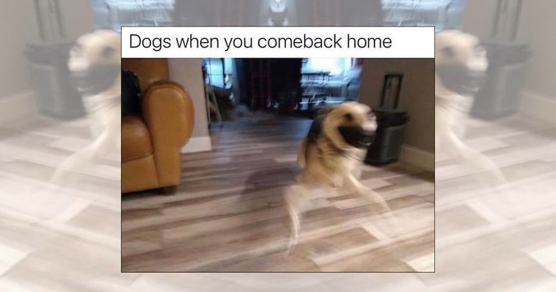 cute dog memes dog memes funny dog memes good boy adorable dogs Doggos - 46844677