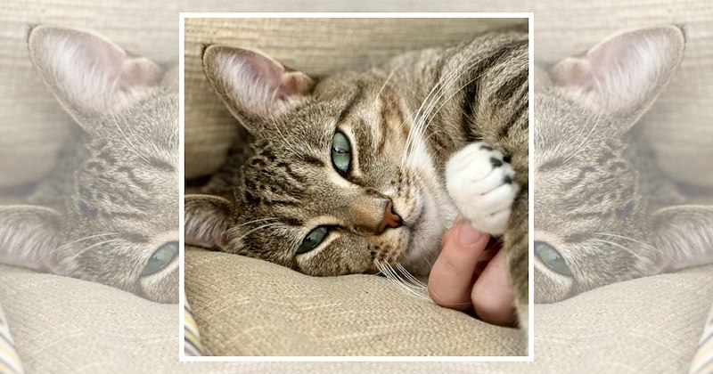 wholesome cats adorable cats cat pictures cute cats funny cats Cats Cats - 46844933