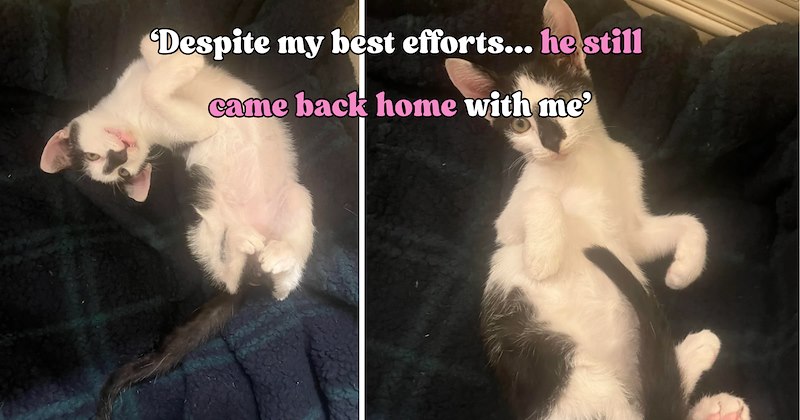 24 pictures of cats and text | thumbnail includes two pictures of a cat and one picture of text including '‘Despite my best efforts, though, he still came back home with me’' 