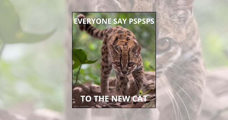 Cats new cat new cat species tilcayo cat memes yungas forest tiger cat leopardus tilcayo cat lovers animal discovery - 46848773