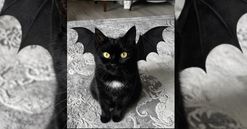 lolcats silly cats wholesome cats adorable cats love cats cute cats funny cats cat photos Cats hilarious cats Cats - 46849797