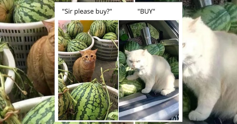 dogs adorable animals cute animals wholesome animals funny animal memes acting like animals animal memes Cats funny animals animals Funny Memes - 46852101