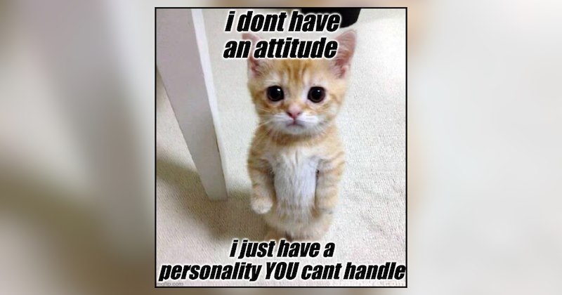 27 cat memes | thumbnail includes one meme and one picture of text including 'i dont have an attitude i just have a personality YOU cant handle' 
