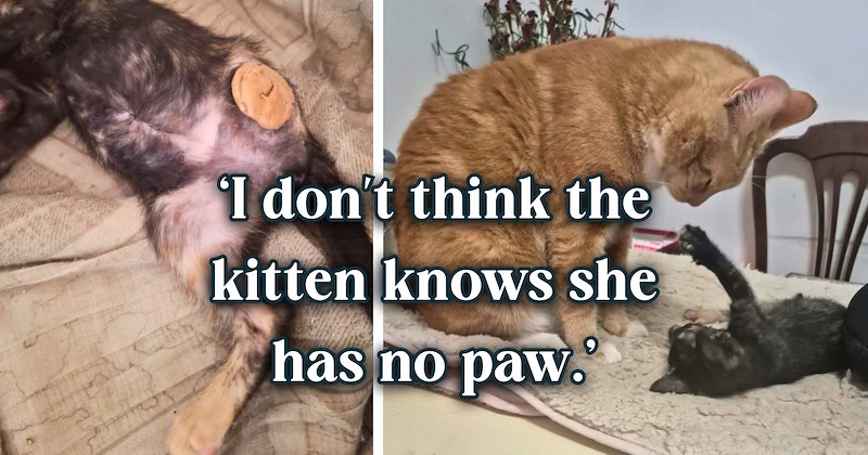 25 text pictures, 5 cat pictures | thumbnail includes two pictures of cats, and ‘I don't think the kitten knows she has no paw.’
