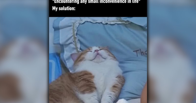 wholesome hilarious funny memes purrfect Memes cute cats funny cats feline hissterical funny felines Cats funny animals pawdorable cat memes Cats - 46856197