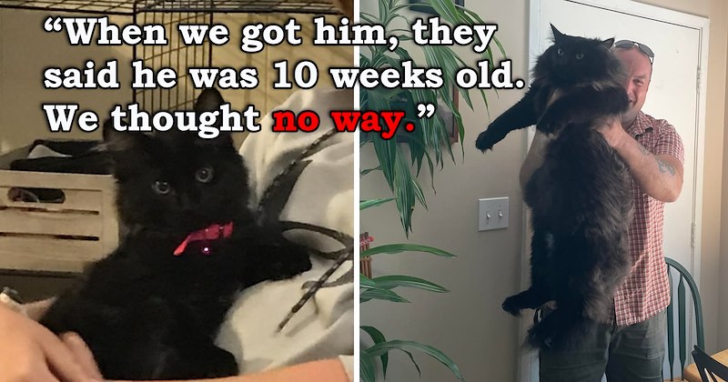 story about a couple thinking that they're adopting a regular kitten and instead adopting a huge Norvegian forest cat | thumbnail includes a picture of a black kitten with a pink ribbon and a picture of a man holding a giant black cat 'When we got him, they said he was 10 weeks old. We thought no way'