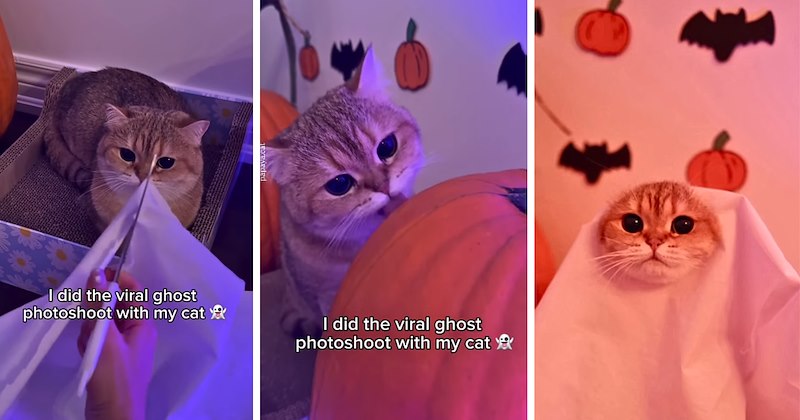 halloween costumes ghost photo halloween cat Cats spooky season wholesome cats pet photography cat pictures cat videos - 46860037