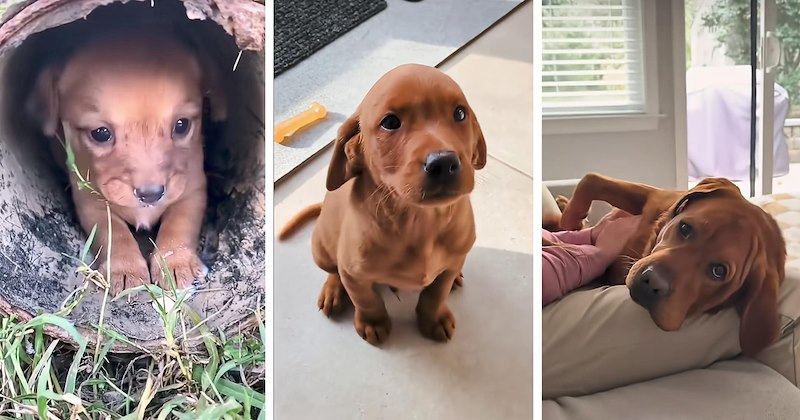 Rescues & Adoption happy dogs wholesome dog puppy rescue puppy transformation animal rescue rescue dogs abandoned puppy - 46863365
