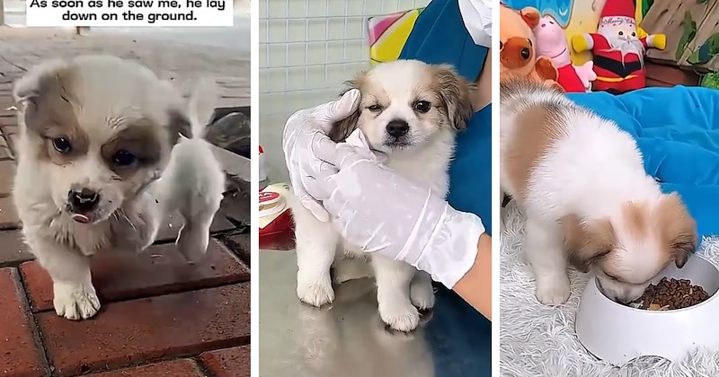 random act of kindness puppy rescue dog videos wholesome animals viral animal rescue video pet care Dog Rescue Rescues & Adoption - 46863877